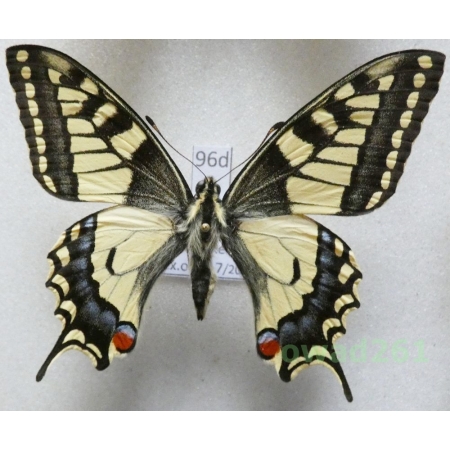 Papilio machaon Linnaeus, 1758 Czech 65mm96d